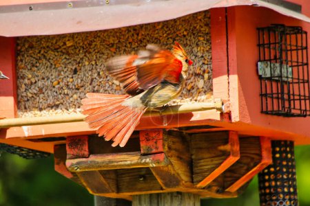 Pretty Female Northern Cardinal breitet ihren Flügel aus, um im Frühling, Mitte Mai, im Fletcher Wildlife Garden innerhalb der Dominion Arboretum Gardens, Ottawa, Ontario, Kanada, von einem Vogelfutterhäuschen abzuheben