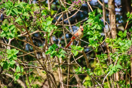 Hermosa vista de una mujer cardenal del norte encaramada en ramas de árboles en primavera, a mediados de mayo en el Fletcher Wildlife Garden dentro del Dominion Arboretum Gardens, Ottawa, Ontario, Canadá