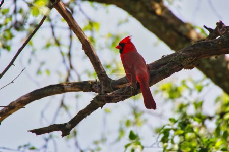 Ein auffallend roter Kardinal, der Mitte Mai auf dem Zweig eines Baumes mit grünen Blättern im Fletcher Wildlife Garden innerhalb der Dominion Arboretum Gardens in Ottawa, Ontario, Kanada, hockt