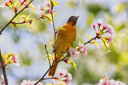 Schöne Aussicht auf den tiefgelben Farbton des weiblichen Baltimore-Pirol-Vogels auf einem Kirschbaum mit zartrosa Blüten im Frühling in den Dominion Arboretum Gardens in Ottawa, Ontario, Kanada