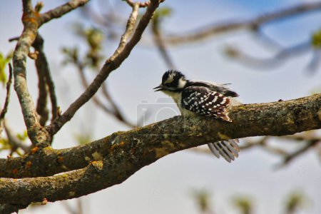 A Juvenile Downy Woodpecker flexes its little wings on the branch of a tree in spring time,mid-may at the Dominion Arboretum Gardens in Ottawa,Ontario,Canada