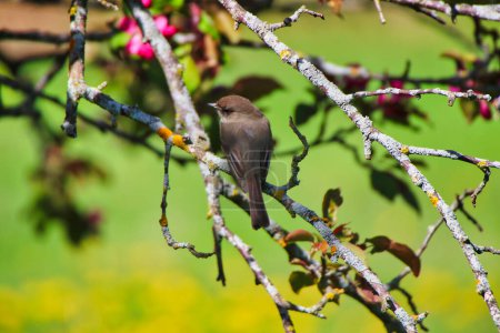 Eastern Phoebe perched on the branch of a crab apple tree with pink flowers in spring time, mid-may at the Dominion Arboretum Gardens in Ottawa,Ontario,Canada
