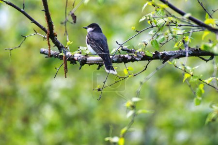 Kingbird de l'Est perché sur la branche d'un bouleau au printemps, mi-mai aux Jardins de l'Arboretum du Dominion à Ottawa, Ontario, Canada