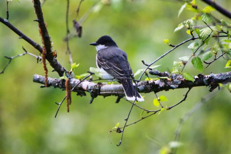Eastern Kingbird perched on the branch of a birch tree in spring time, mid-may at the Dominion Arboretum Gardens in Ottawa,Ontario,Canada