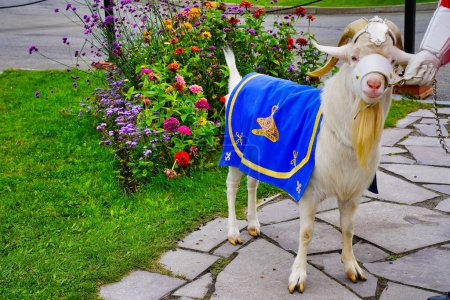 Batisse,the Goat Mascot of the Royal 22nd Regiment along with his master officer of the regiment at the outer gates of the Citadel of Quebec in Quebec city, the capital of Quebec province,Canada
