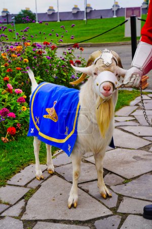 Batisse,the Goat Mascot of the Royal 22nd Regiment along with his master officer of the regiment at the outer gates of the Citadel of Quebec in Quebec city, the capital of Quebec province,Canada