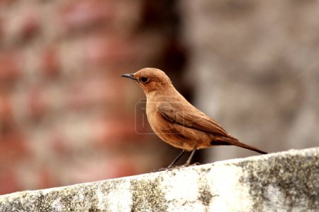 Photo for Indian Familiar Chat sit on a wall. Selective focus of bird with blurred in background - Royalty Free Image
