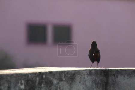 Beautiful Little street blackbird sitting on wall in sunlight, window of house in the background with blur. Selective focus of bird with space, Indian breed bird