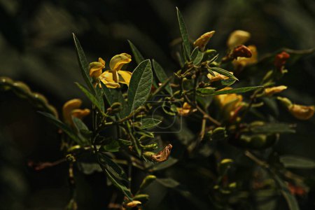 Les pois chiches, aussi connus sous le nom de tuvar vert, tuwar, gandules ou Cajanus cajun, sont une légumineuse vivace de courte durée qui prospère sous les tropiques et les subtropiques. Cajanus cajun originaire de l'Inde.