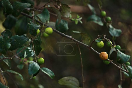 Close up of ber fruit and leaf on the tree branch. Ber fruit scientifically know as ziziphus mauritiana. Also known as jujube, and Chinese apple. Tropical fruit tree belonging to the family Rhamnaceae