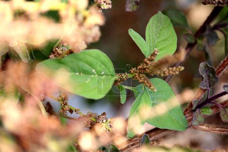 Ocimum tenuiflorum, gemeinhin als heiliges Basilikum oder Tulsi bekannt, ist eine aromatische mehrjährige Pflanze aus der Familie der Lamiaceae. Selektiver Fokus von Tulsi-Blättern und Blütensamen.