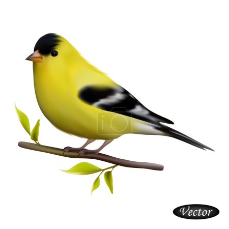 Illustration for American Goldfinch isolated on a white background. Realistic goldfinch. Vector illustration 3D. Beautiful natural bird. Macro icon yellow bird on branch. Design for paper, banner, t-shirt, logo, print - Royalty Free Image