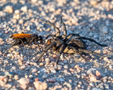 Photo for Thisbe's Tarantula-hawk Wasp (Pepsis thisbe) attacking and eating a Carolina (giant) wolf spider (Hogna carolinensis) viewed during the fall mating migration in the Comanche National Grassland outside of La Junta Colorado - Royalty Free Image