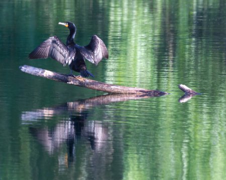 Photo for Double-crested Cormorant drying its wings on a log - Royalty Free Image