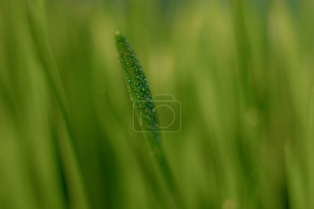 Foto de Microgreens en un recipiente de hierba verde grano, primavera. brotes jóvenes. Fondo azul. - Imagen libre de derechos