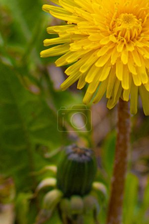 Foto de Flor de diente de león, hojas en un prado a principios de primavera. - Imagen libre de derechos