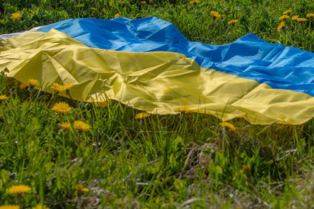 Foto de Prado de diente de león con bandera ucraniana. Festival de verano. Enfoque selectivo suave. - Imagen libre de derechos