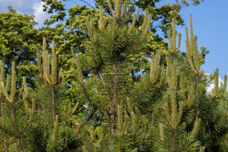 Téléchargez les photos : Des bourgeons de pin sur un arbre vert. À propos de la santé. - en image libre de droit