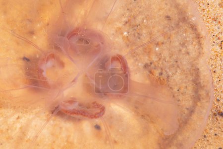 Foto de Medusas marinas en la orilla del mar. Enfoque selectivo suave. - Imagen libre de derechos