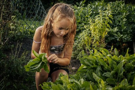 Photo for In the garden near the house, the child is picking lettuce, sorrel. Soft selective focus. - Royalty Free Image
