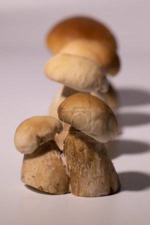 Téléchargez les photos : Champignon forestier avec un chapeau brun, reine de la forêt, fond blanc. Les champignons sont chers, peu poussent dans la forêt. - en image libre de droit