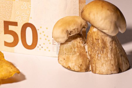 Foto de Seta del bosque con una gorra marrón, reina del bosque, fondo blanco y 50 euros. Los hongos son caros, pocos crecen en el bosque. - Imagen libre de derechos