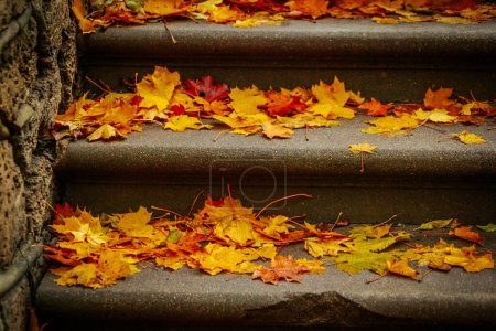 Téléchargez les photos : Csis a rempli les marches du parc avec de belles feuilles d'automne dans le centre-ville dans un bel automne. Concentration sélective douce. - en image libre de droit