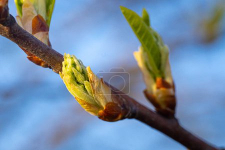 Spring bud of yew tree with white flowers, close-up. Spring month.