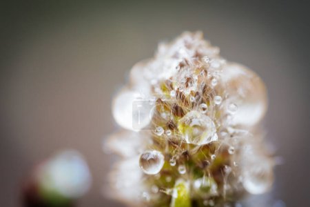 Photo for A spring bush with fluffy buds close-up and raindrops reflecting in the light. - Royalty Free Image