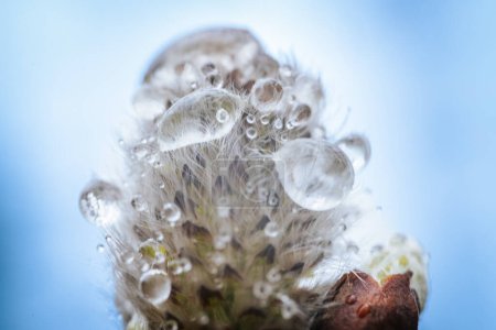 A spring bush with fluffy buds close-up and raindrops reflecting in the light.