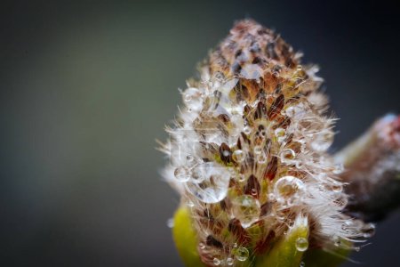 Photo for A spring bush with fluffy buds close-up and raindrops reflecting in the light. - Royalty Free Image