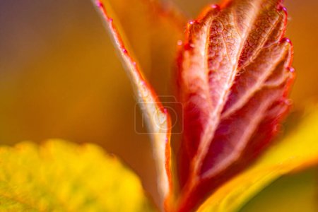 Formation of new red leaf veins in spring. Macro, close-up. Background image. Soft selective focus. Artificially created grain for the picture