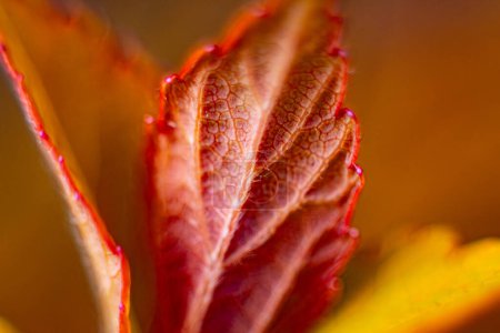 Formation of new red leaf veins in spring. Macro, close-up. Background image. Soft selective focus. Artificially created grain for the picture