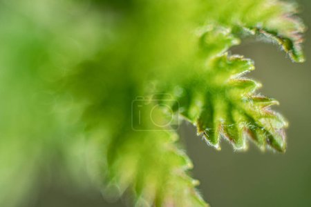 Una hoja verde joven con venas de hojas en un arbusto de grosella en primavera. Macro primer plano de una hoja verde joven. Enfoque selectivo suave. Grano creado artificialmente para la imagen