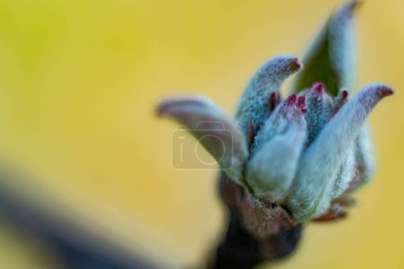 Young apple leaf buds in spring. Macro, close-up. Background image. Soft selective focus. Artificially created grain for the picture