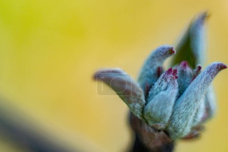 Jeunes bourgeons de feuilles de pommier au printemps. Macro, gros plan. Image de fond. Concentration sélective douce. Grains créés artificiellement pour l'image