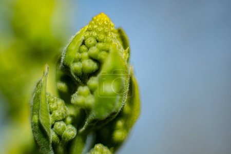 A bush lilac bud in the spring that has not yet bloomed. Macro close-up of a young green leaf.Soft selective focus. Artificially created grain for the picture