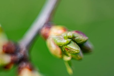 A bud of a cherry tree in the spring that has not yet blossomed. Macro close-up of a young green leaf.Soft selective focus. Artificially created grain for the picture