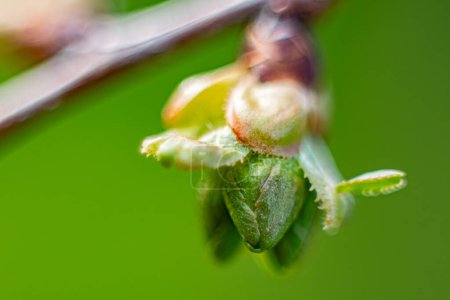 A bud of a cherry tree in the spring that has not yet blossomed. Macro close-up of a young green leaf.Soft selective focus. Artificially created grain for the picture