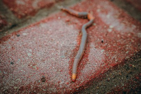Photo for The earthworm crawls in rainy weather in the spring. Soft selective focus. Artificially created grain for the picture - Royalty Free Image