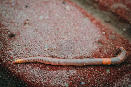 The earthworm crawls in rainy weather in the spring. Soft selective focus. Artificially created grain for the picture