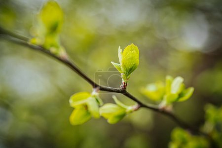 Photo for Green leaves of bushes. Spring. Soft selective focus. Artificially created grain for the picture - Royalty Free Image