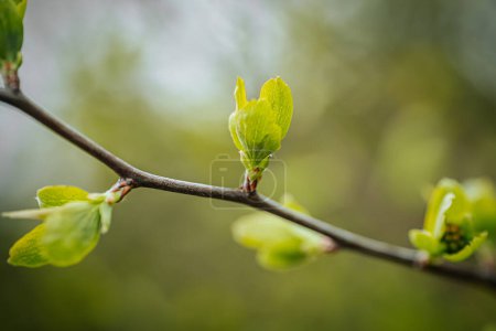 Grüne Blätter von Büschen. Frühling. Weiche selektive Fokussierung. Künstlich erzeugtes Korn für das Bild