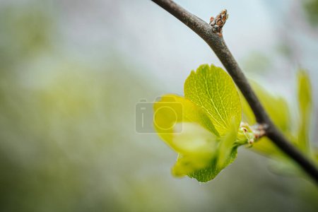 Photo for Green leaves of bushes. Spring. Soft selective focus. Artificially created grain for the picture - Royalty Free Image