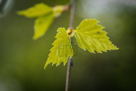 Birch with green leaves. Spring. Soft selective focus. Artificially created grain for the picture