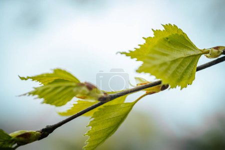 Photo for Birch with green leaves. Spring. Soft selective focus. Artificially created grain for the picture - Royalty Free Image