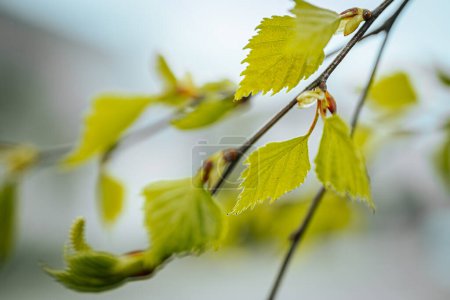 Photo for Birch with green leaves. Spring. Soft selective focus. Artificially created grain for the picture - Royalty Free Image