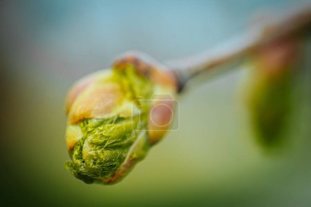 Bush bud with green leaves. Spring. Soft selective focus. Artificially created grain for the picture