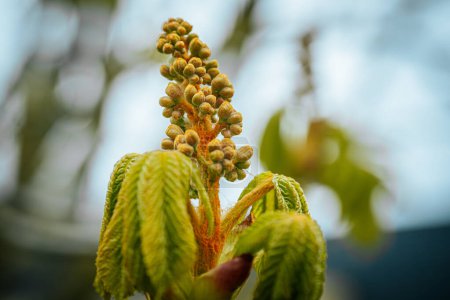 Chestnut bud with green leaves. Spring. Soft selective focus. Artificially created grain for the picture