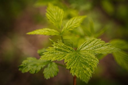 Young, green, spring leaves of a raspberry bush.